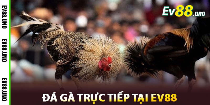 Cách Tham Gia Đá Gà Trực Tiếp Tại EV88
