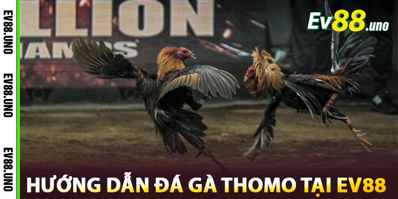 Đá Gà Thomo – Trận Chiến Kịch Tính Đỉnh Cao Từ Campuchia 1 Hướng Dẫn Đá Gà Thomo Tại EV88
